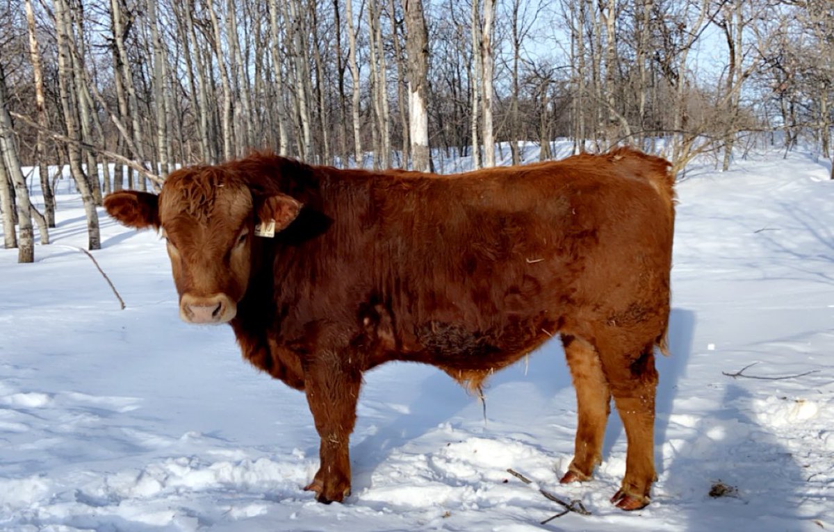 Out with the bulls this morning! Happy to have new and returning customers this year. We still have bulls available! 6399147072 for more info.