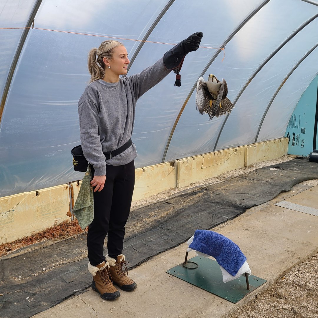 salthaven_org's tweet image. Here Raptor Crew member Victoria and Wildlife Ambassador Chaukar, are enjoying a session of pop-ups. This is one of Chaukar’s favourite forms of exercise and enrichment. As you can see, he is fully focused on completing this task. #salthaven #animalenrichment