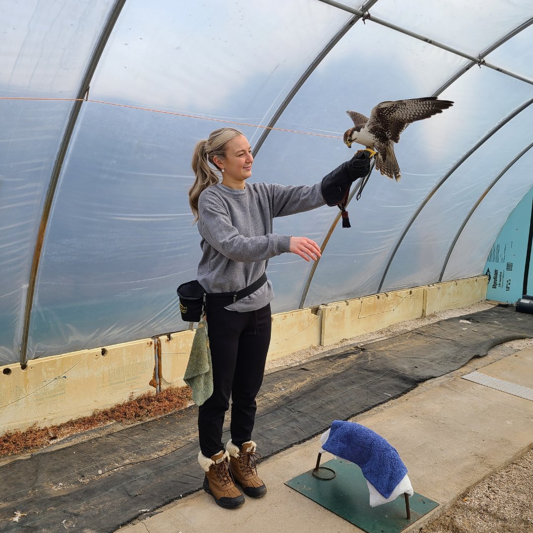 salthaven_org's tweet image. Here Raptor Crew member Victoria and Wildlife Ambassador Chaukar, are enjoying a session of pop-ups. This is one of Chaukar’s favourite forms of exercise and enrichment. As you can see, he is fully focused on completing this task. #salthaven #animalenrichment
