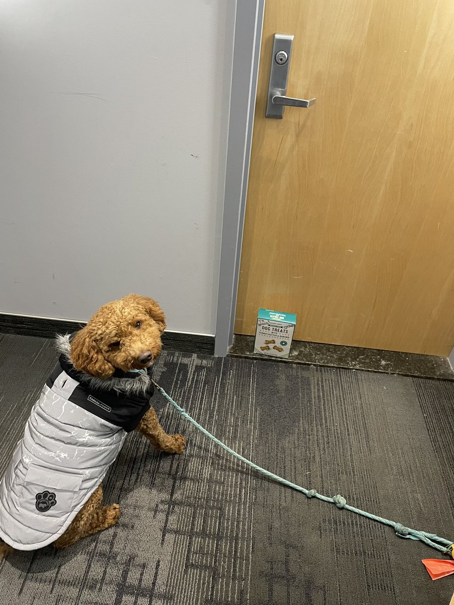 my wonderful dog walker went on vacation for 2 weeks and brought back a present for Archie from trader joe’s 🥺 we don’t deserve her.