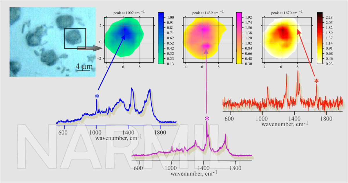 NARMIL_SoMAS's tweet photo. Raman-based chemical maps of the intracellular distributions of protein (blue), fatty acids (purple), and cholesterol (red) in a single microalgal cell (Emiliania huxleyi). Visit https://t.co/PTadgSaW0q to see what other services we provide! #phdchat #academictwitter https://t.co/nm72q0l30y