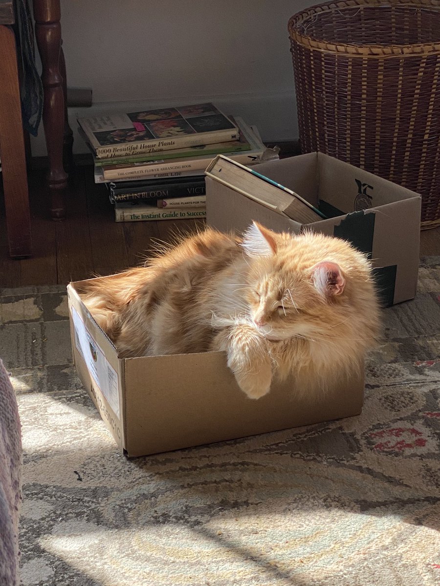 samgogh_'s tweet photo. cat in box :) https://t.co/ZI8HiGyH1c
