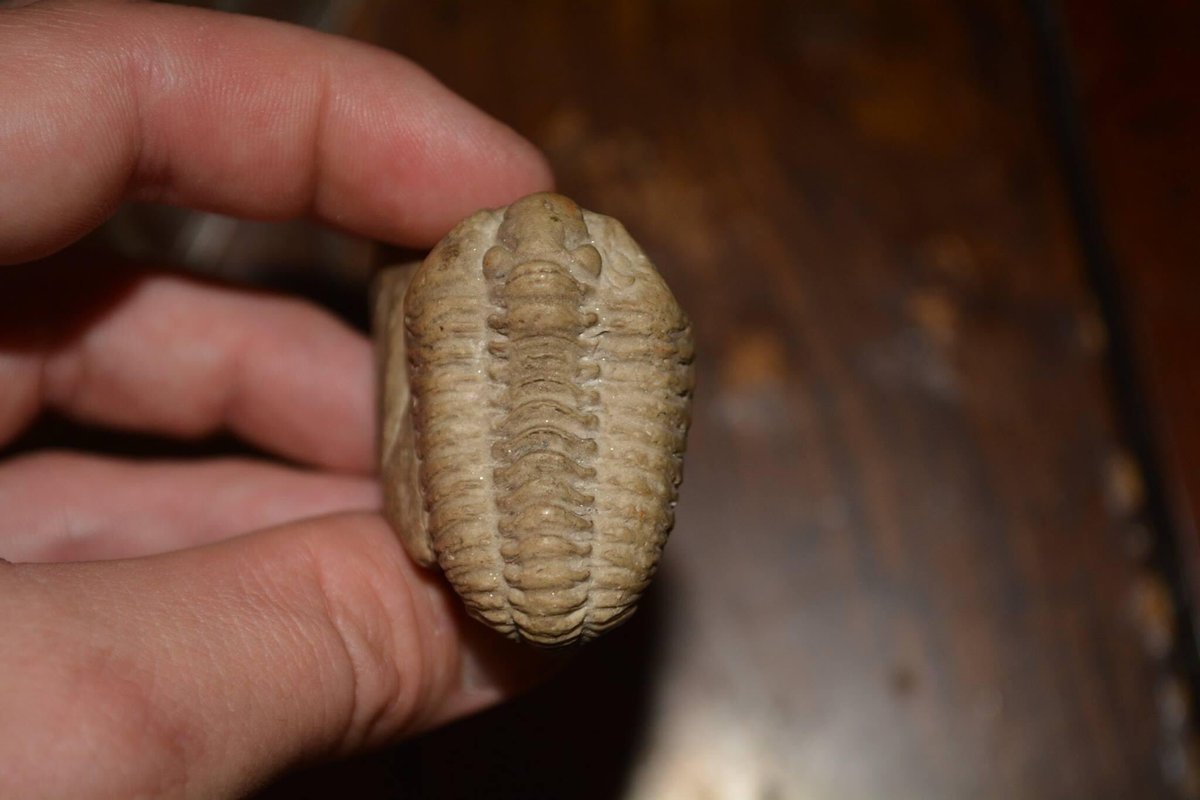 BugCatcher_Mark's tweet photo. Trilobites are pretty neat. #fossil #trilobite #extinct https://t.co/yhRcuvKpzR