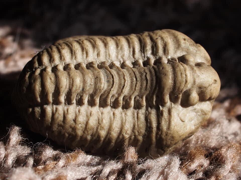 BugCatcher_Mark's tweet photo. Trilobites are pretty neat. #fossil #trilobite #extinct https://t.co/yhRcuvKpzR