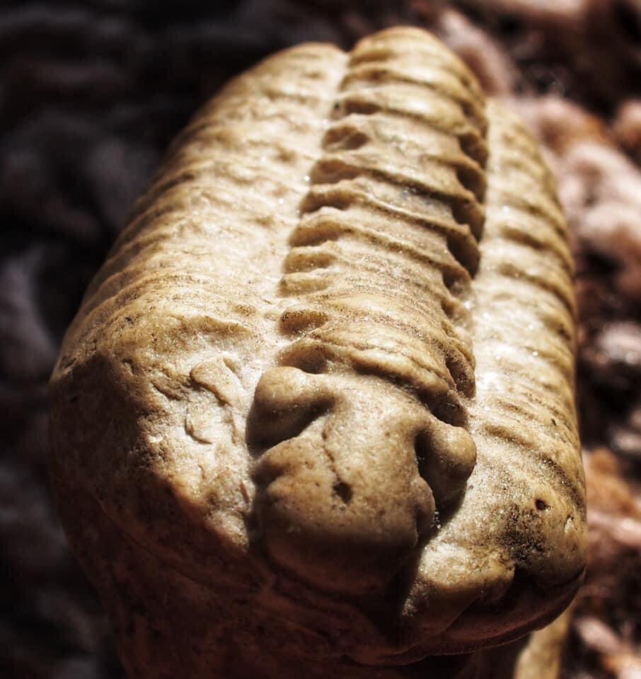 BugCatcher_Mark's tweet photo. Trilobites are pretty neat. #fossil #trilobite #extinct https://t.co/yhRcuvKpzR