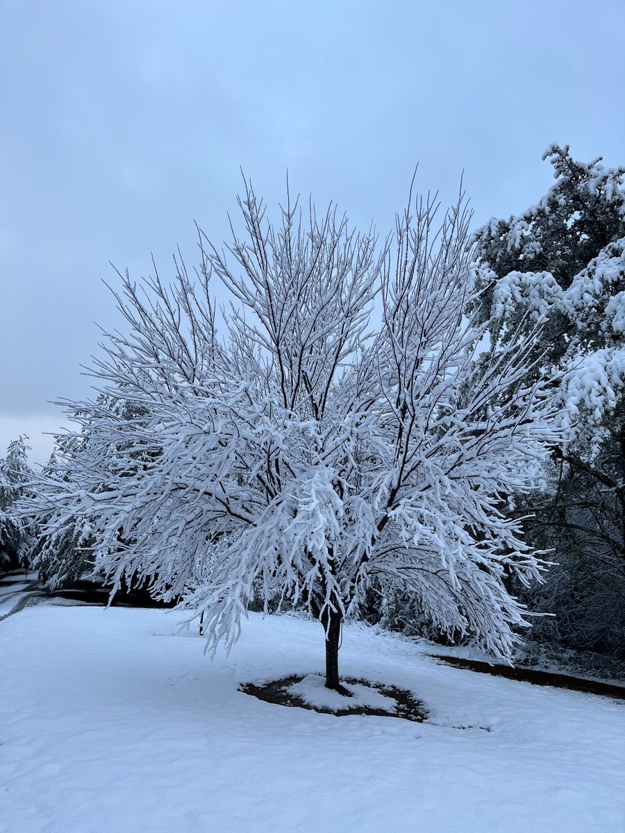 KCKelly29's tweet photo. Dandridge so beautiful in snow! #snowbir https://t.co/EAPfUP840b