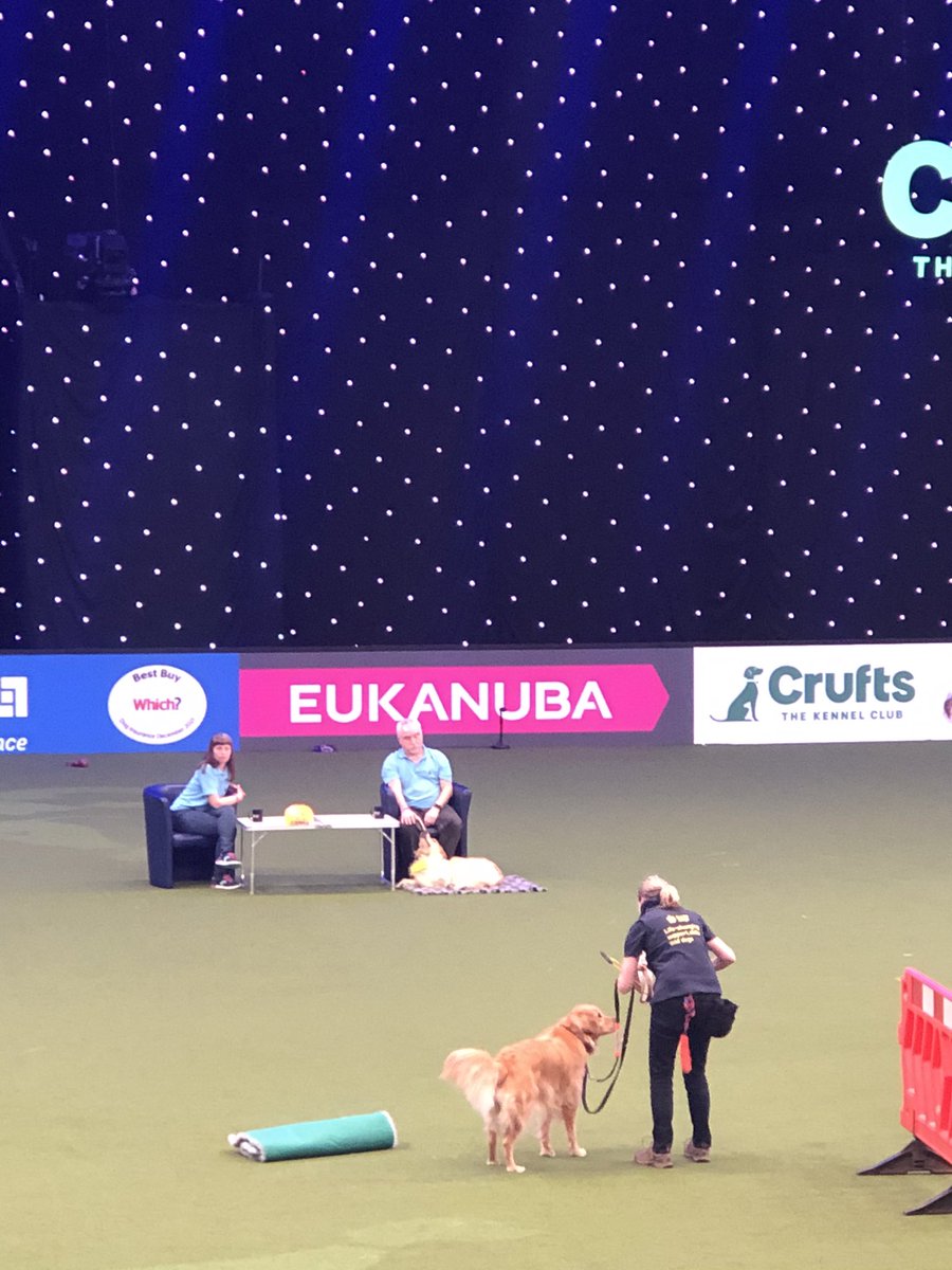 Great demonstration of <a href="/guidedogs/">Guide Dogs</a> in the central arena at Crufts this evening following the breeding programme, puppy raising (PREP), Guide Dog training (STEP) and creating partnerships, all supported by fantastic volunteers and highly skilled staff