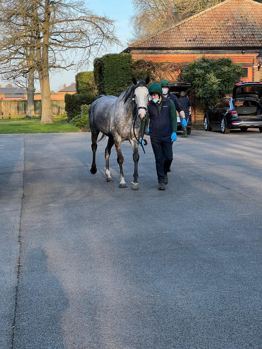 Fly To The Top (Anapurna’s 1/2 Sister) Covered by <a href="/JuddmonteFarms/">Juddmonte</a> legend Oasis Dream a special cover for Owners &amp; <a href="/carlton_stud/">Carlton Stud</a> 🦄 Her first foal goes into training with <a href="/C_LidsterRacing/">Craig Lidster Racing</a> later this season! (A beautiful @ShadwellStud Mukhadram filly)