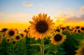 DuEnvironmental's tweet photo. I welcome the new DU Environmental
Asia Washington ( Program Coordinator/ Social Media)
Junior Social Work major Psychology minor from Memphis,TN 
Asia’s favorite flower is a sunflower 
#plantaflowerday https://t.co/JEw643YnNY
