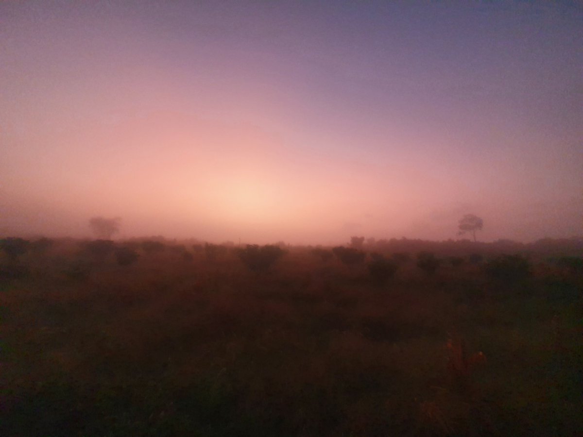 TropicalPlains's tweet photo. Farm life, Beautiful early morning. https://t.co/BXyxgYV1Hp
