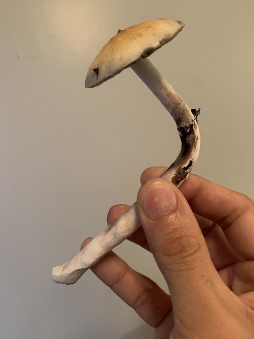 Look at this beauty 😍 https://t.co/cs1GMiLXdT