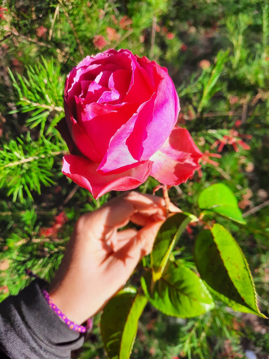 TanyGomez's tweet photo. La última rosa del inv(f)ierno. https://t.co/hkzKgGNzE7