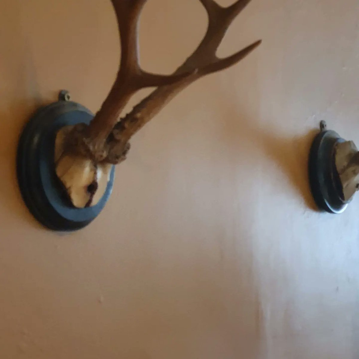linkstavern1's tweet photo. We are due to re-open on Wednesday, once the final #finishingtouches have been made. #sidthepig is still in prime position and has been keeping the workmen on their toes π
@Fullers @FullersKitchen #refurbtime #reopeningsoon #lickofpaint #newlooklinkstavern #liphook https://t.co/yZ6iEHkaLH