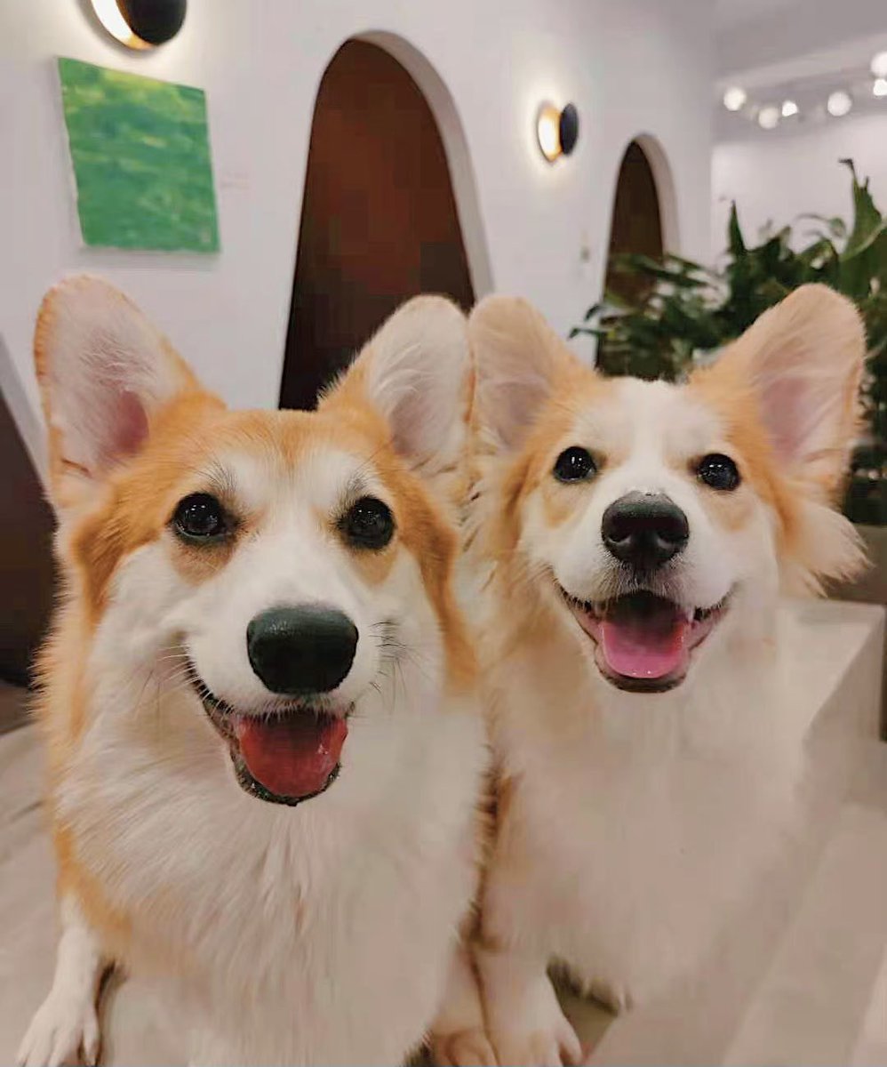 SavethemDAO's tweet photo. #gm What’s your pet’s favorite food? Cici’s favorite is human’s food.😆😆😆#NFT #NFTGiveaways #corgicommunity https://t.co/6kFgLs1Otc