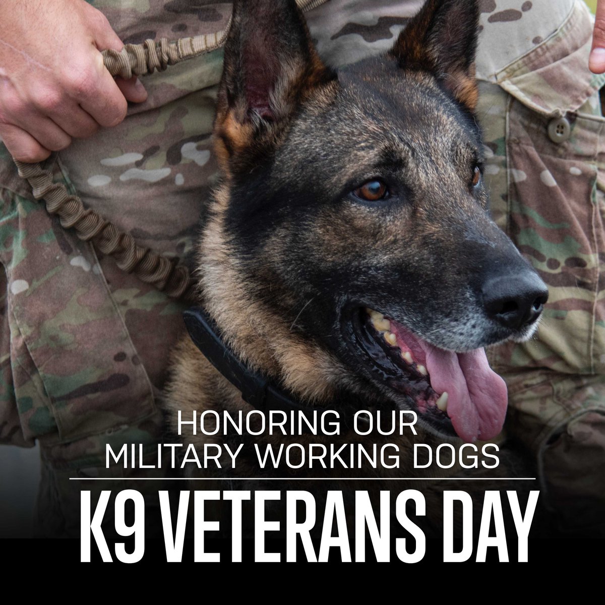 Proudly honoring the service and sacrifice of our military working dogs 🇺🇸 #NationalK9VeteransDay