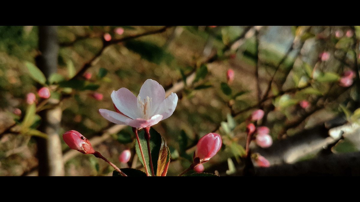 Sa79Py's tweet image. 花的浪漫是它本身