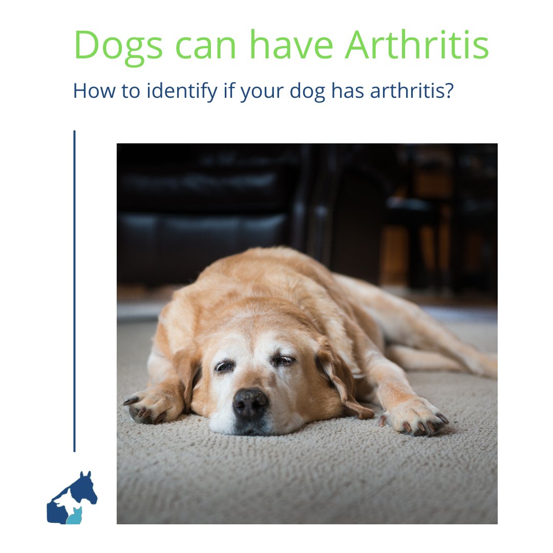 Can Arthritis In Dogs Come On Suddenly