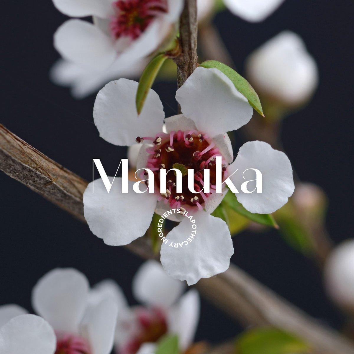 ilapothecary's tweet photo. Get to know some of the powerful, all-natural ingredients that enrich our #WarmingAntiBreakoutFaceMask:
✔️Black Cumin: Nourishing, Stimulating
✔️Magnolia Bark: Warming, Anti-bacterial
✔️ Manuka: Cleansing, Protective
✔️Chaulmoogra: Purifying, Regulating
#ilapothecary https://t.co/lHWIv7sVkk