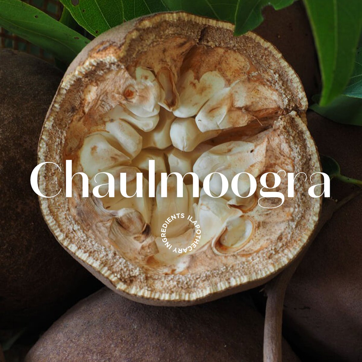 Get to know some of the powerful, all-natural ingredients that enrich our #WarmingAntiBreakoutFaceMask:
✔️Black Cumin: Nourishing, Stimulating
✔️Magnolia Bark: Warming, Anti-bacterial
✔️ Manuka: Cleansing, Protective
✔️Chaulmoogra: Purifying, Regulating
#ilapothecary