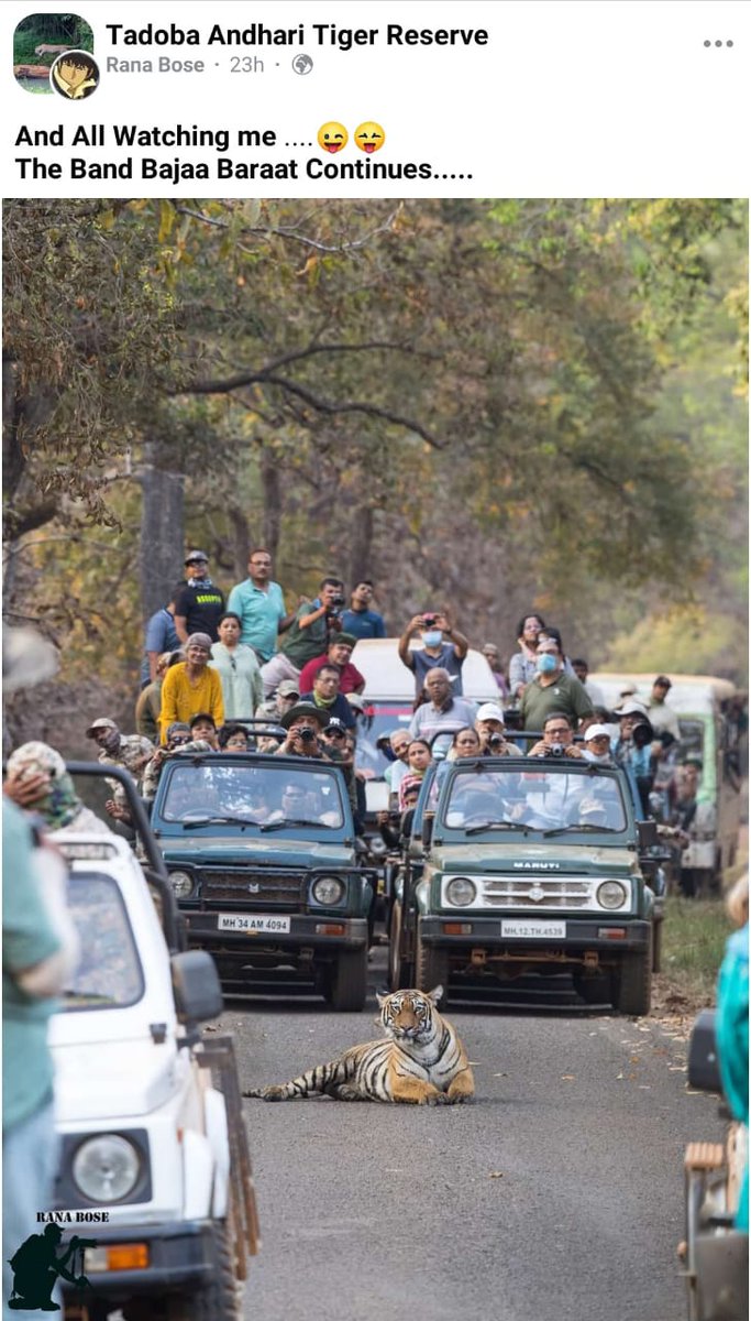 By this way it is inducing pettism in #wildlife. See #tigress not at all afraid. If this tigress goes outside PA at where cattle is main prey, will create Human #Tiger conflicts as they are not afraid of Human. This is one of the main reason of #HumanWildlifeConflicts #chandrapur