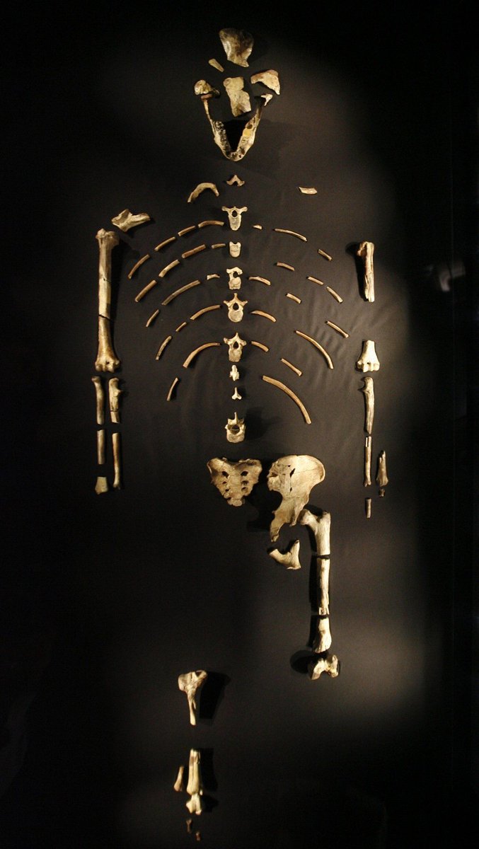 FossilHistory's tweet photo. #OnThisDay in 1976, the first mention of Lucy appeared in @nature. "This discovery provides us with a unique opportunity for reconstructing the anatomy of an early hominin in far more detail than has been previously possible...analysis has only just begun." #histsci https://t.co/bCmPkuaNm5