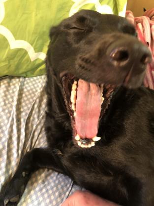 ShawnaLee_'s tweet photo. @jy_jellypants Stick ur finger in this yawn!!  LOL https://t.co/5HlYLjlYNV