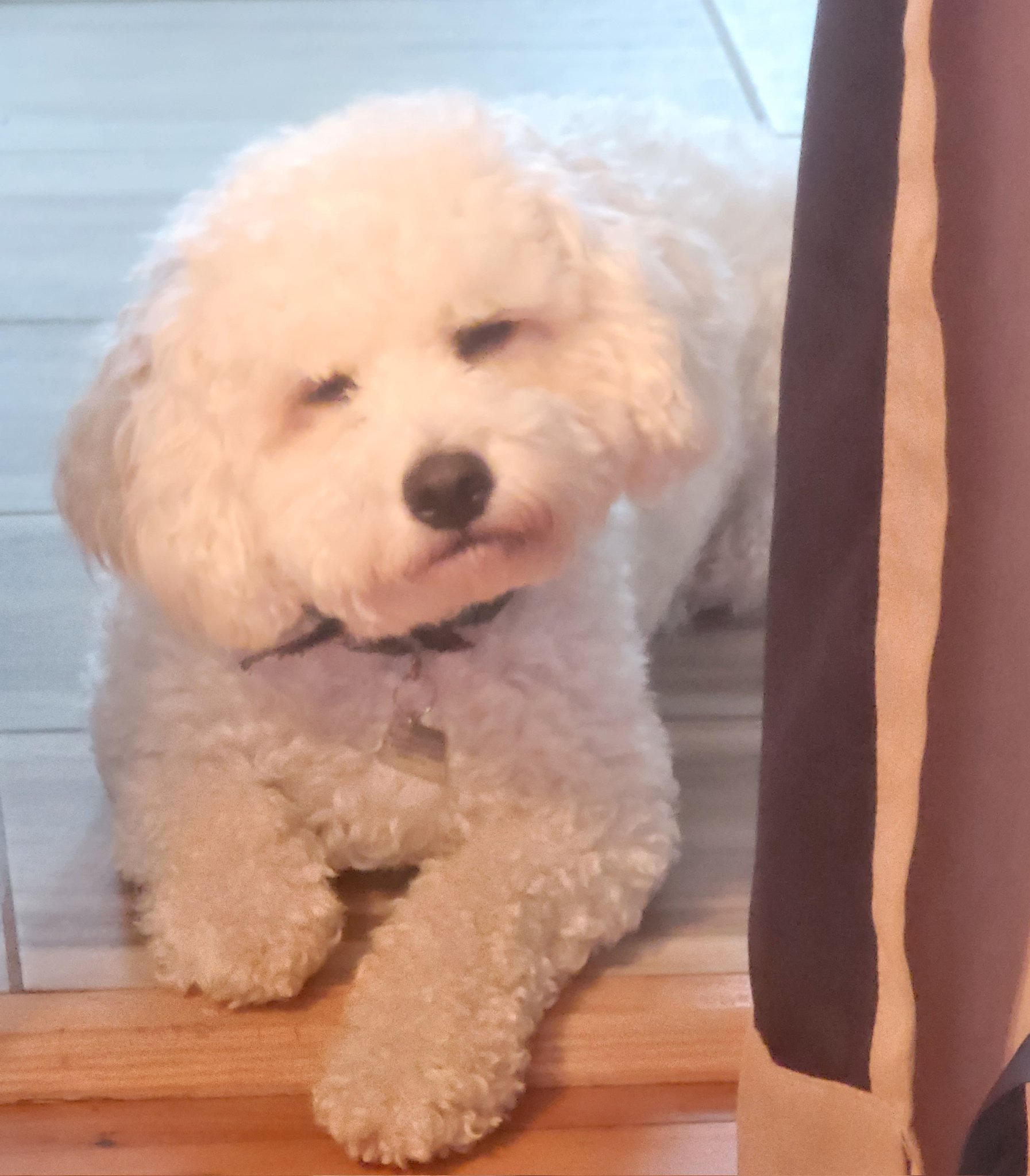 Dog Squinting Meme - skeq9yy