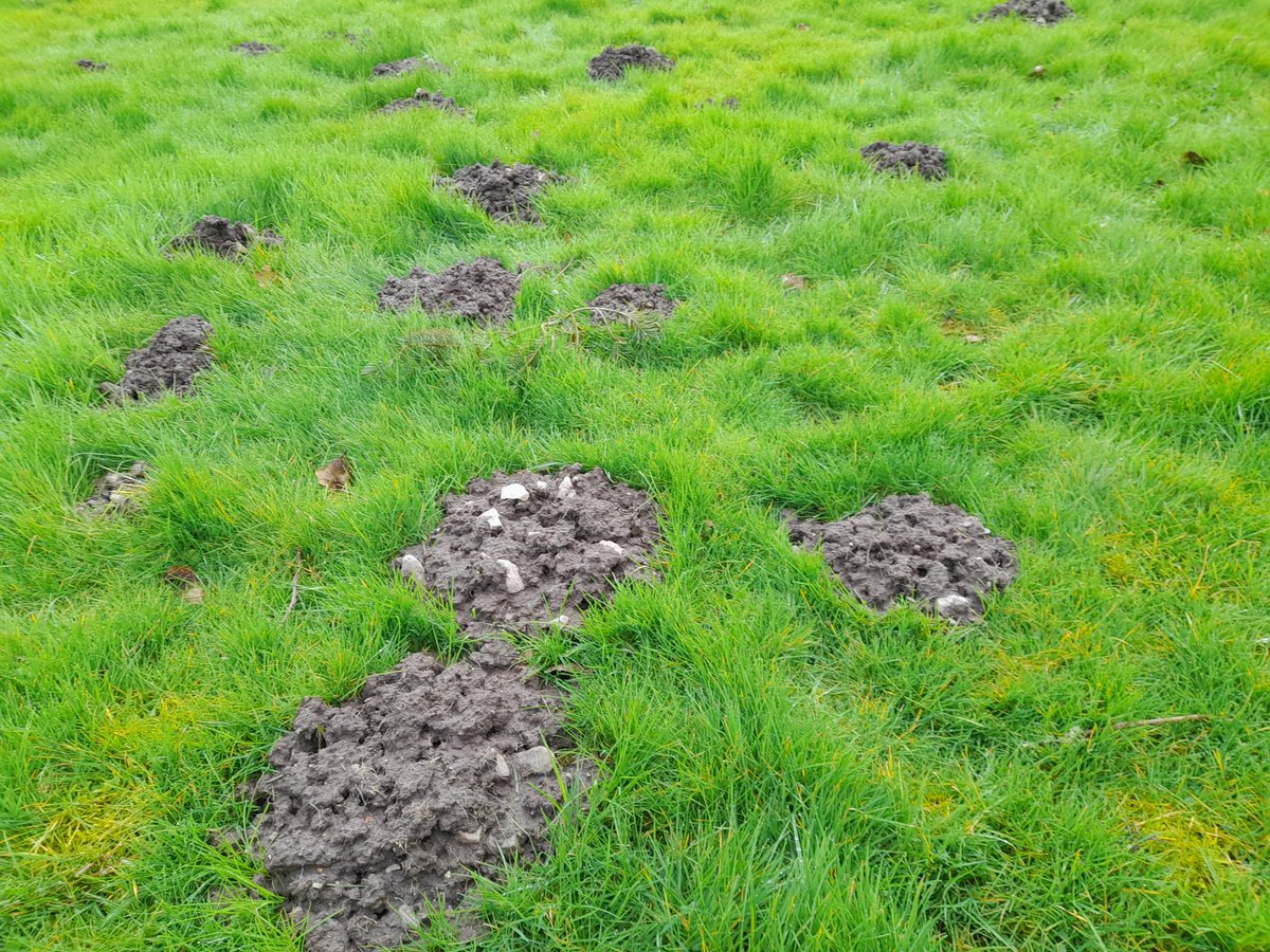 CatcherMole's tweet photo. Busy mole https://t.co/Z36gSSqRwl
