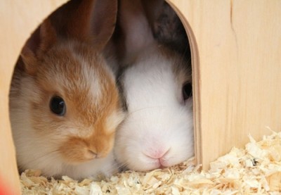Bunnies tweet media