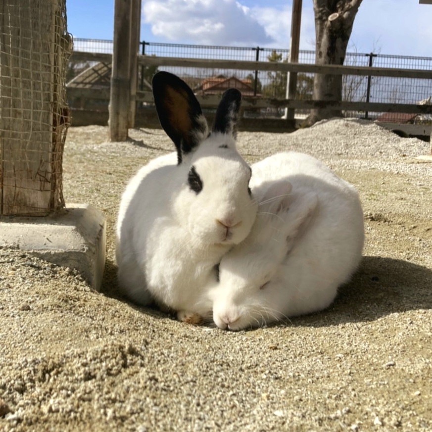 うざぎの🐰 あんにんとブナピー ぎゅっとくっ付きながら 仲良く並んで日向ぼっこ☘かと思いきや… ブナピー逃走開始‼︎➰