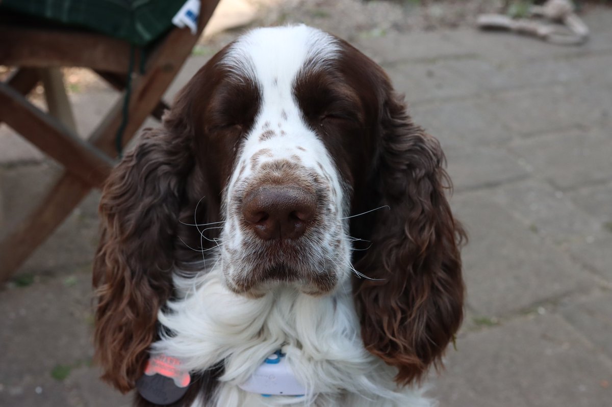 ADB0806's tweet photo. Spring is certainly here, but #charliechops doesn’t seem that impressed!!! https://t.co/SCuvlxybgD