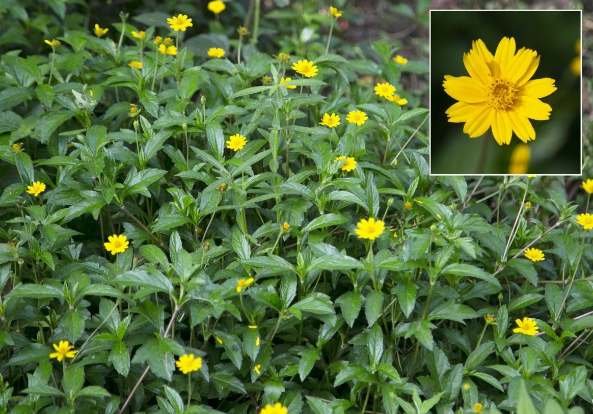 IPM_IL's tweet image. #DYK there are two new #invasive species in #Nepal? The latest @IPM_IL article in the IAPPS Newsletter outlines details, threat, and what to do next: plantprotection.org/wp-content/upl…