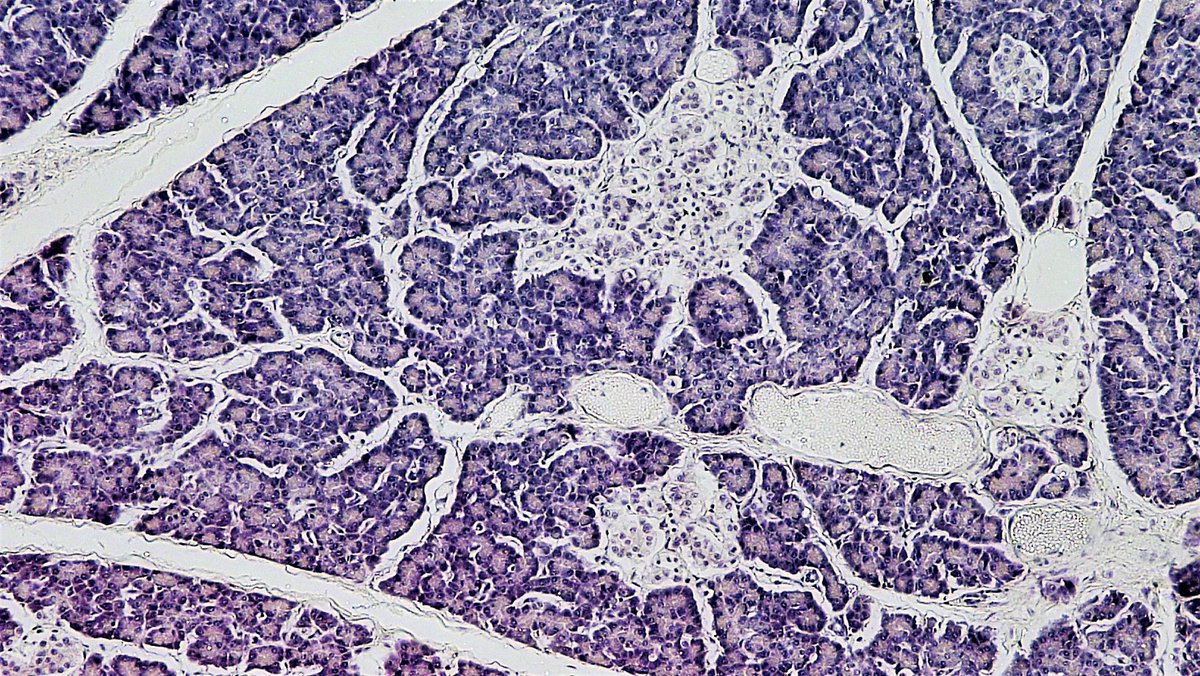 Ucreatic Cell ExpPharmacologyPascale (@ExpPascale) / Posts / X