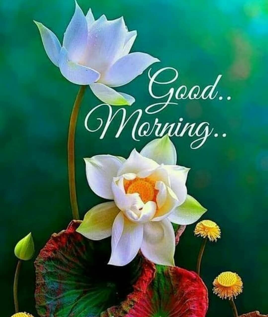 Good Morning Images on Twitter: