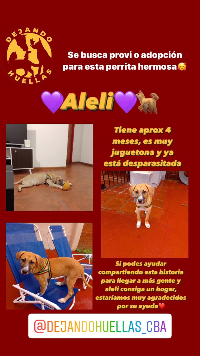 Hola buen dia! Ayuden a difundir para que Aleli consiga hogar🙏🏻🙏🏻<a href="/VivireNuevaCba/">VivirenNuevaCórdoba®</a> @en_guemes <a href="/VivirEnNuevaCba/">Vivir en Nueva Cba</a> <a href="/adopcionescba/">Adopciones Córdoba</a> <a href="/Compraventaserv/">Compra Venta y servicios córdoba</a>