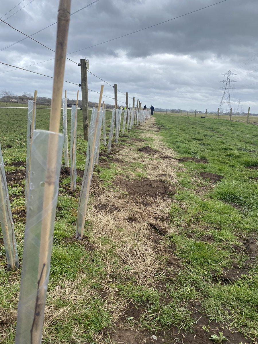 FyldeScouts's tweet photo. This morning we joined @BlackpoolScouts down at @HorseCharity Penny Farm to plant one 400 saplings. @BBCLancashire #CommunityImpact https://t.co/kasWKhKdfg