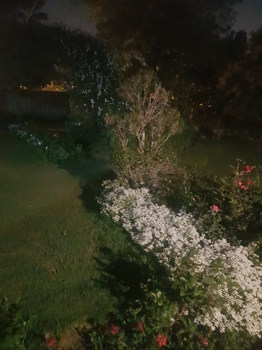 AraiaJoy's tweet photo. White bloom.
#spring
#whitebloom
#flowers
#shortlived https://t.co/05twF7m9qk