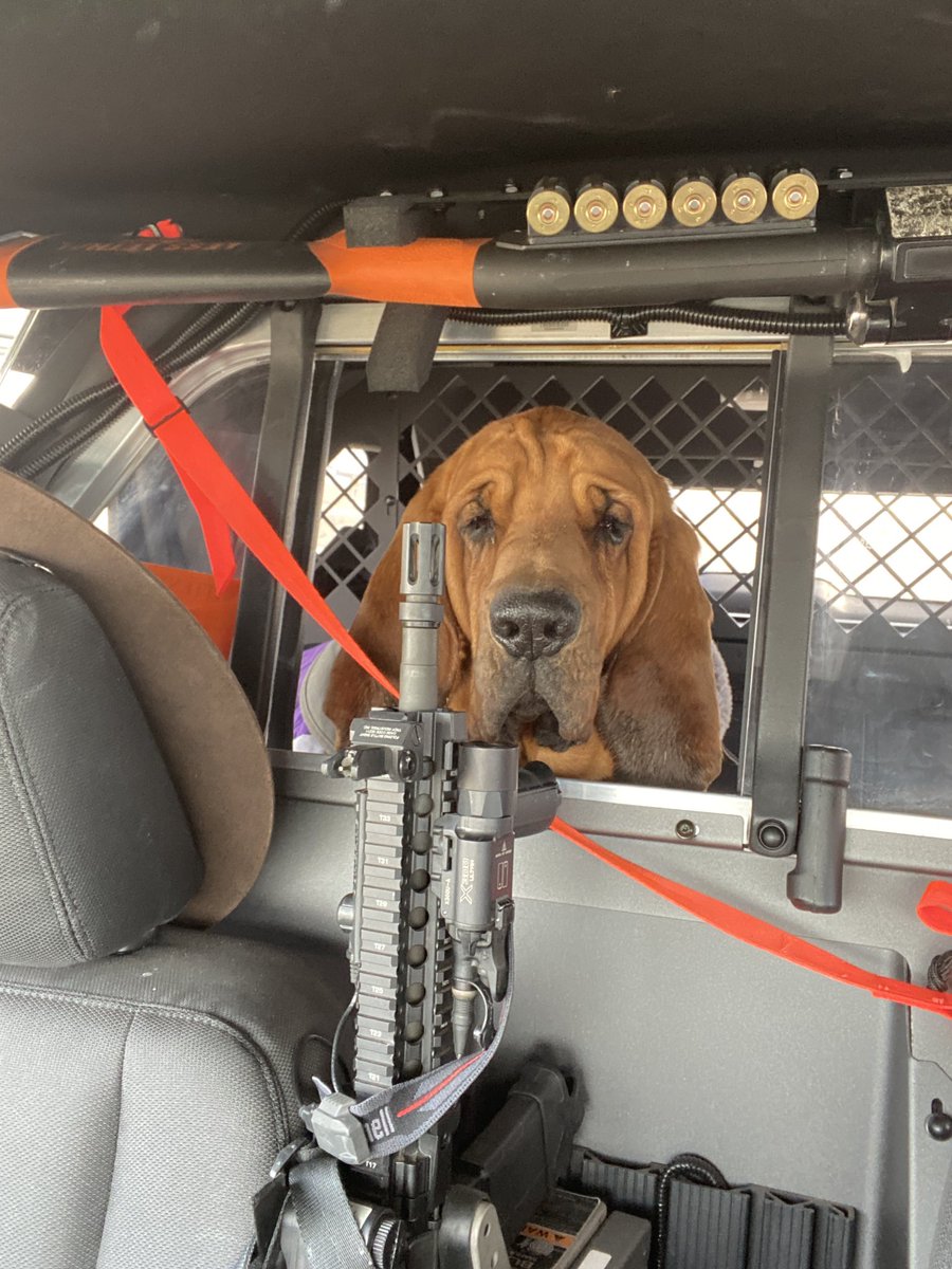 Ahilz258's tweet photo. I found this good boy patrolling Highway 52 today. He got to be a real police K9 until he was safely brought back home. https://t.co/5rjmsfwZ2a