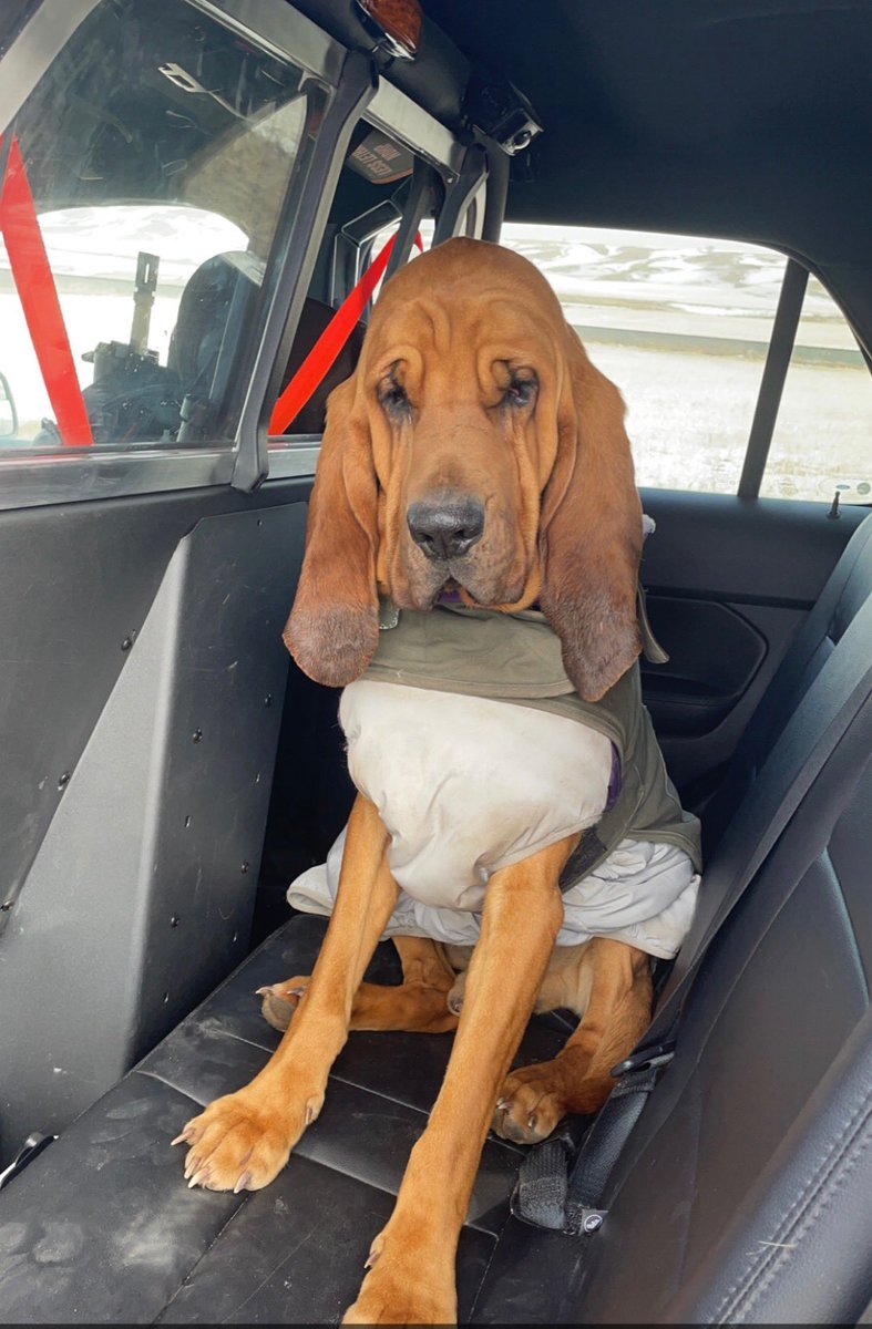 Ahilz258's tweet photo. I found this good boy patrolling Highway 52 today. He got to be a real police K9 until he was safely brought back home. https://t.co/5rjmsfwZ2a