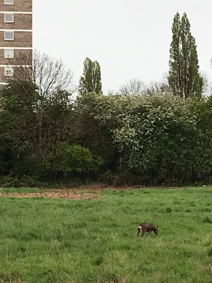 maggiem30026514's tweet image. I feel sick. Deer living on Calvert Lane green site currently under ‘development’ by @PersimmonHomes; now wandering around confused. Thanks to @HullCityCouncil who allowed this despite protest. Where are they supposed to go? They plan on calling it ‘Trinity Pastures’. As if.