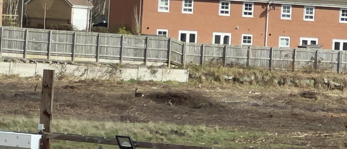 maggiem30026514's tweet image. I feel sick. Deer living on Calvert Lane green site currently under ‘development’ by @PersimmonHomes; now wandering around confused. Thanks to @HullCityCouncil who allowed this despite protest. Where are they supposed to go? They plan on calling it ‘Trinity Pastures’. As if.