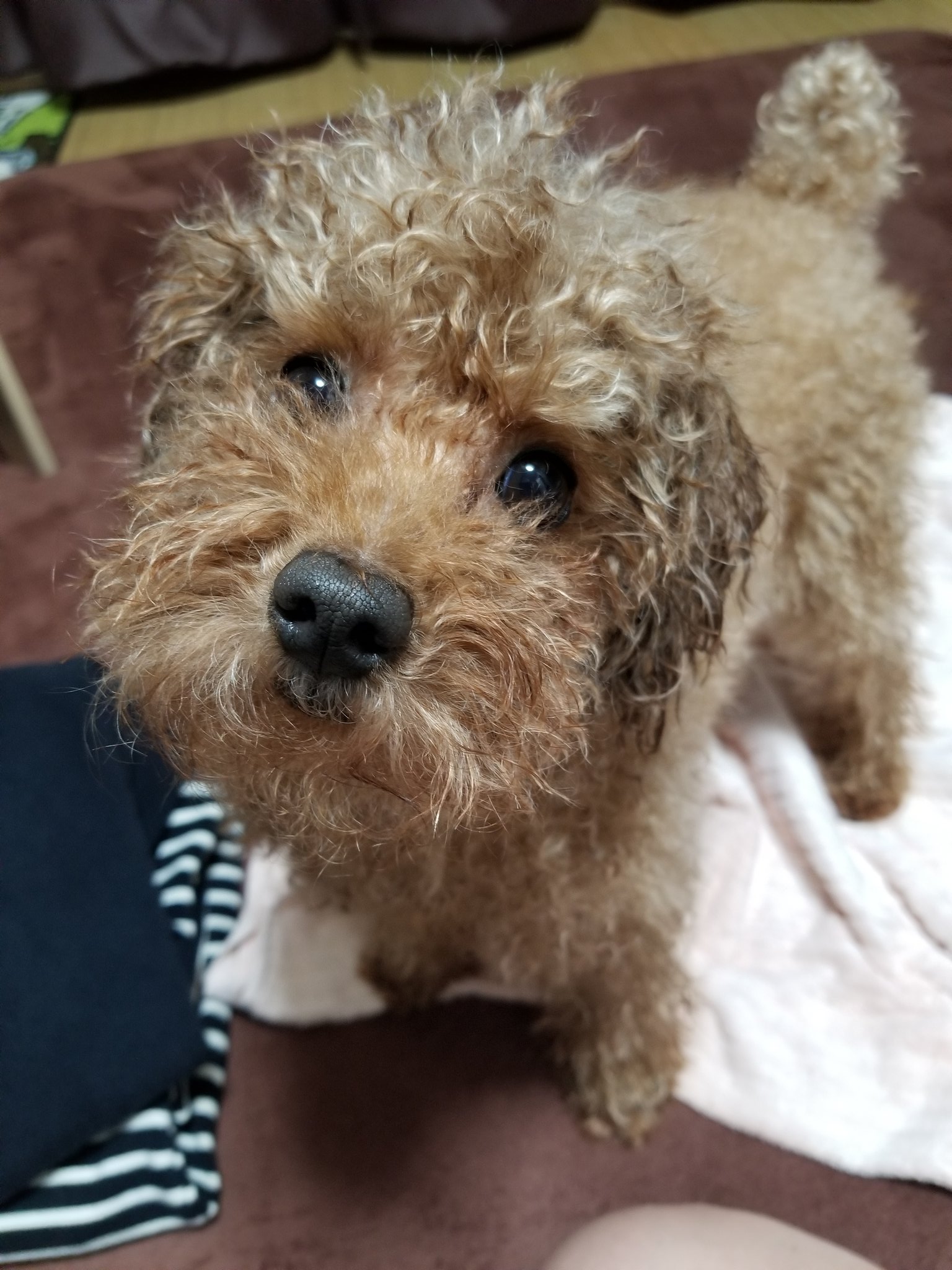 トム トイプードル シャンプーすると必ず言う あなたは誰ですか と 笑 愛犬あるあるですよね トイプードル 愛犬 いぬとの暮らし シャンプー 愛犬あるある あなたは誰ですか T Co Vxy5d4bowj Twitter