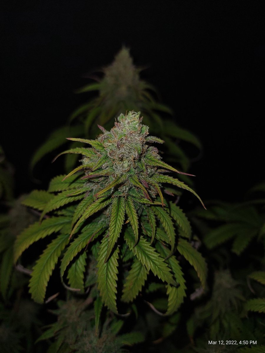 ShanNicoGrow505's tweet image. Our #ZebraStripe 🦓🦓 from @irvineseedco is looking and smelling SO damn sexy going into week 7! 😍😍 #irvinearmy #growyourown #CannabisCommunity