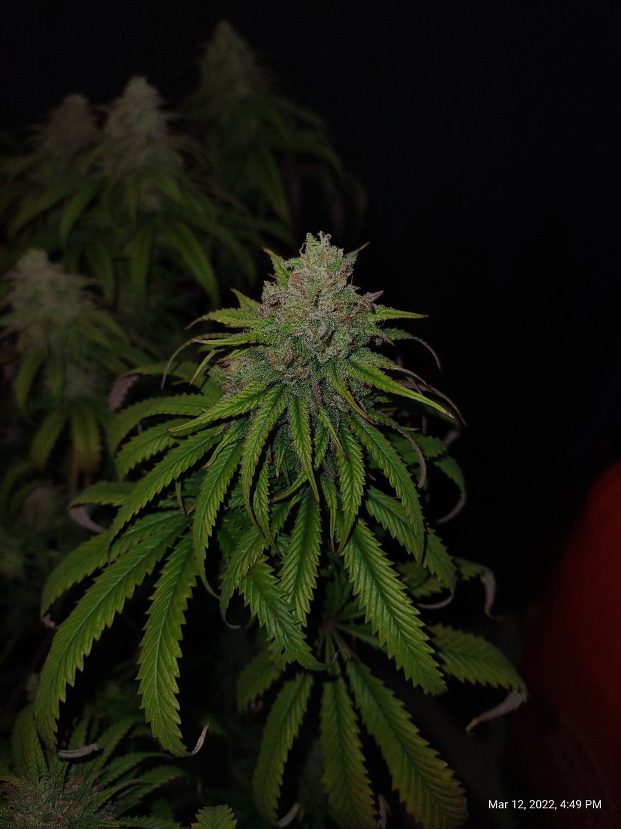 ShanNicoGrow505's tweet image. Our #ZebraStripe 🦓🦓 from @irvineseedco is looking and smelling SO damn sexy going into week 7! 😍😍 #irvinearmy #growyourown #CannabisCommunity