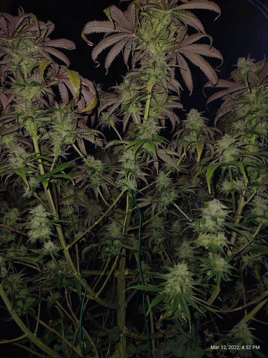 ShanNicoGrow505's tweet image. Our #ZebraStripe 🦓🦓 from @irvineseedco is looking and smelling SO damn sexy going into week 7! 😍😍 #irvinearmy #growyourown #CannabisCommunity