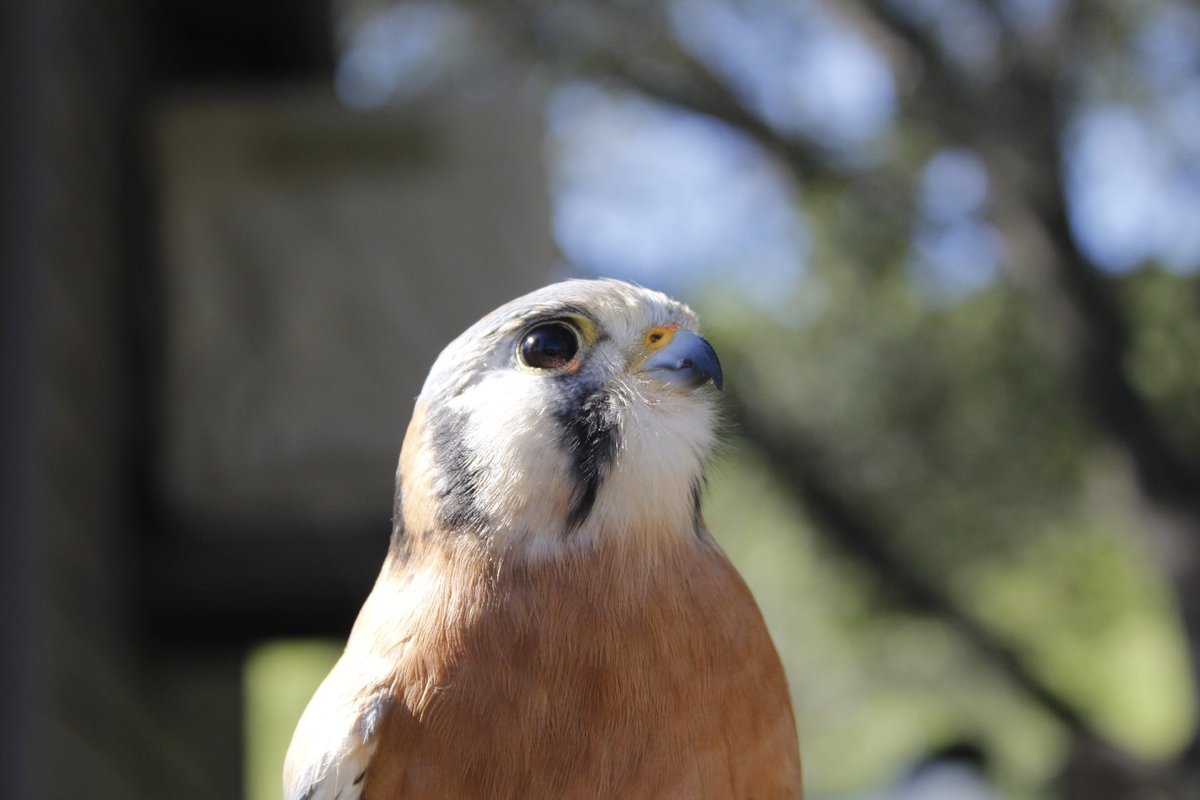 Ke-Lik-a-Lik, our resident American kestrel soaks up some sun this morning by the center!☀️ #eync