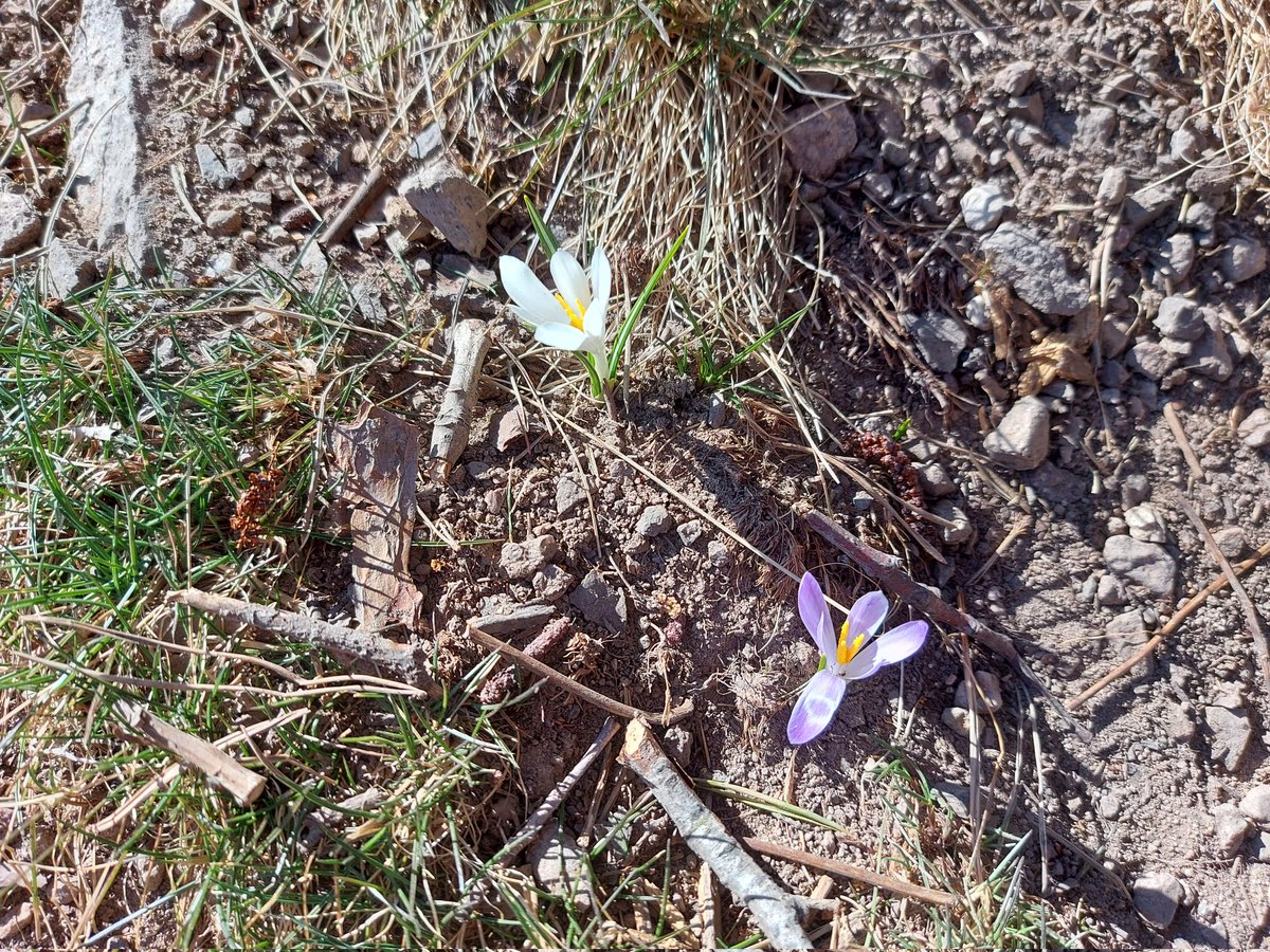 Inizio di primavera 
#primifiori 
#ariapulita 
#montagna
#altopianodiPinè