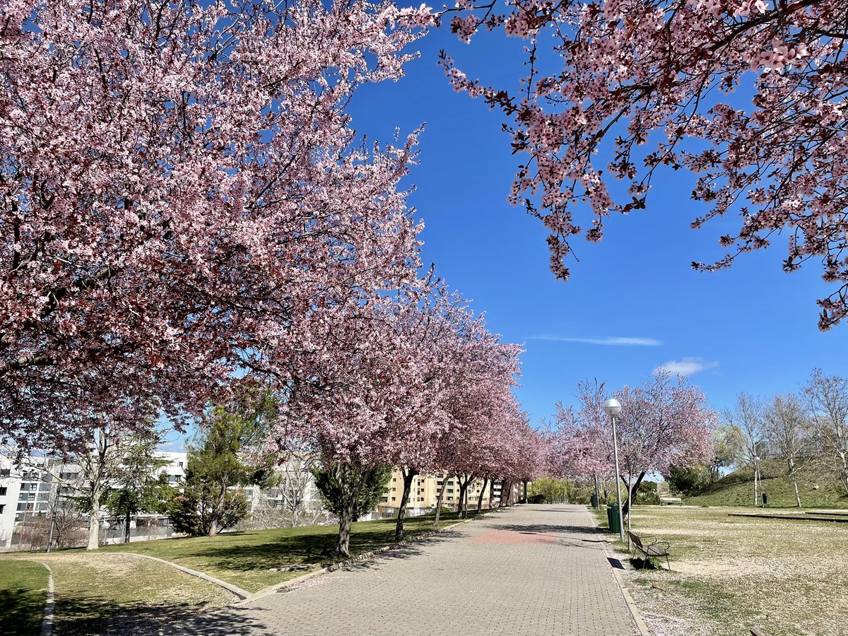 Parque de Arroyo del Fresno Tomas y Valiente: prunos floridos, patos, cielo azul y Cuerda Larga nevada. #cieloazul #prunos #cuerdalarga #Madrid <a href="/arroyofresno/">Arroyofresno</a>