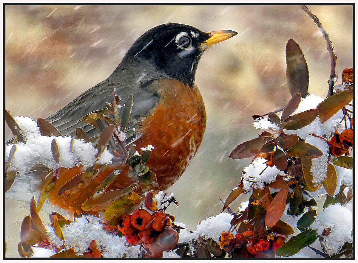 bilbowden's tweet image. This robin decided to explore outside its deep woods Saturday and must have thought the snow was a cruel joke. No snow all winter, and suddenly...  @yorkcountypa  #snowfall  #robin