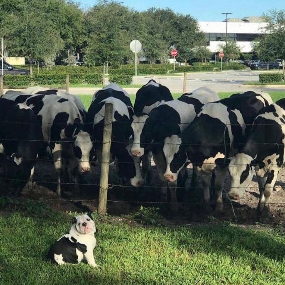 kaapslife's tweet photo. I tried to blend in.. https://t.co/nEfNITC06Q